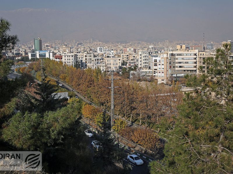 خشکی درختان پارک‌های جنگلی تهران؛ بحران از دل زمین و هجوم از تنه درختان