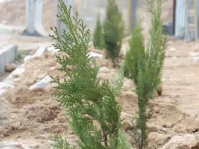ویدیو| کاشت ۳۰ اصله درخت توسط راهداران در محوطه راهدارخانه
کارون۴
