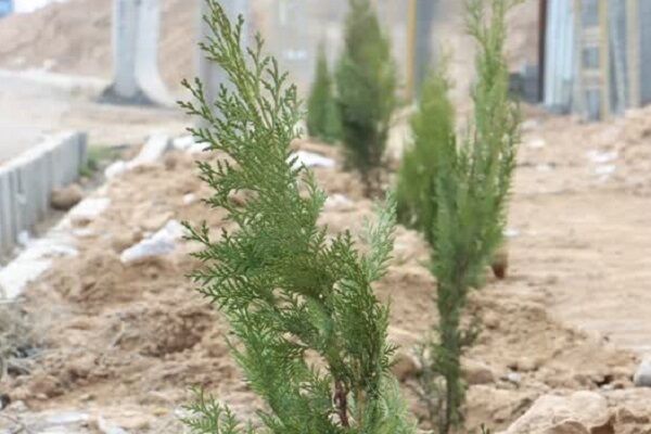 ویدیو| کاشت ۳۰ اصله درخت توسط راهداران در محوطه راهدارخانه
کارون۴