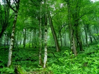 تناقض در طبیعت: درختانی که هوا را آلوده می‌کنند