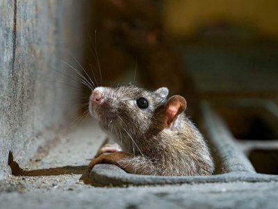 فرسودگی مناطق از دلایل افزایش موش‌ها در پایتخت