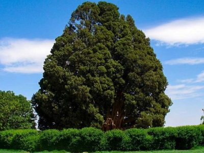 حیات پیرترین جاندار ایران به خطر افتاد؟
