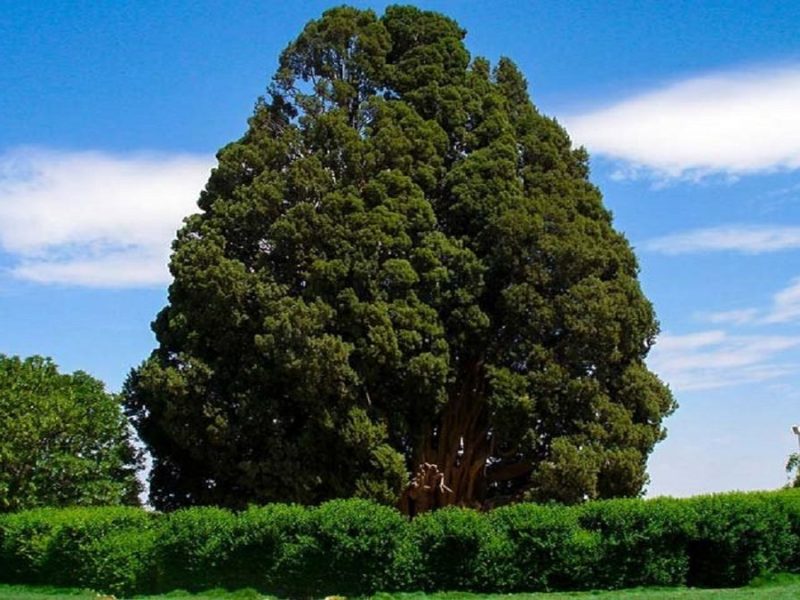 حیات پیرترین جاندار ایران به خطر افتاد؟