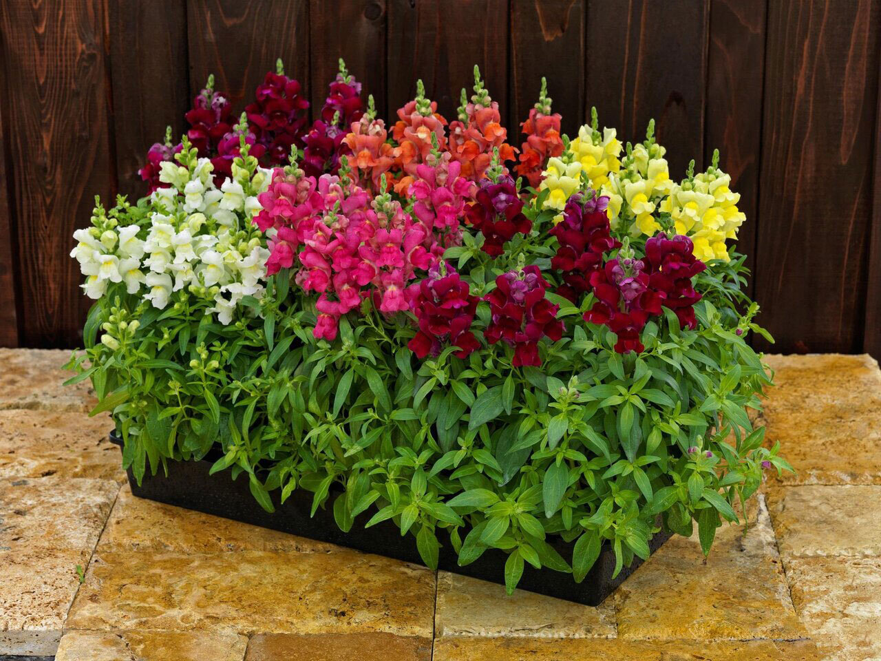 ۹ گیاه با نگهداری آسان که میتوانند هوای خانه را پاک کنند ۹ گیاه با نگهداری آسان که میتوانند هوای خانه را پاک کنند