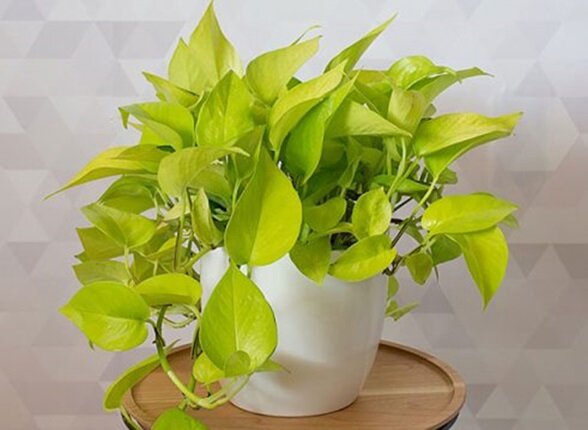 ۹ گیاه با نگهداری آسان که میتوانند هوای خانه را پاک کنند ۹ گیاه با نگهداری آسان که میتوانند هوای خانه را پاک کنند