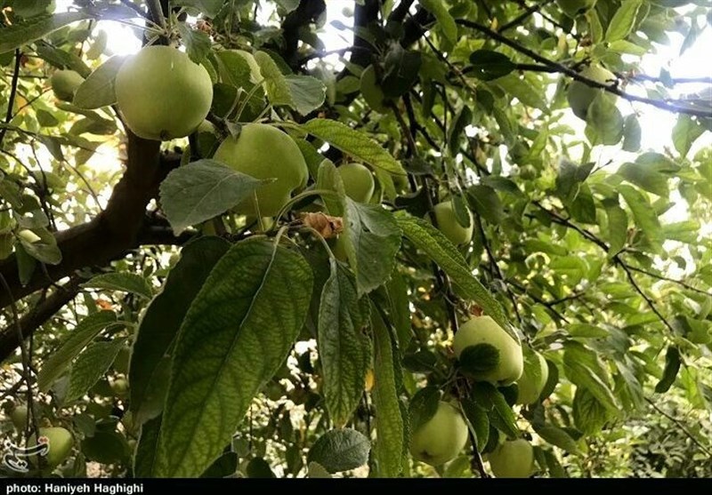 استان لرستان , اخبار استان لرستان , اخبار شهرستان بروجرد , 