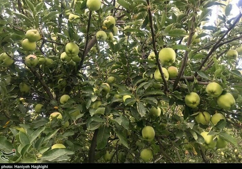 استان لرستان , اخبار استان لرستان , اخبار شهرستان بروجرد , 