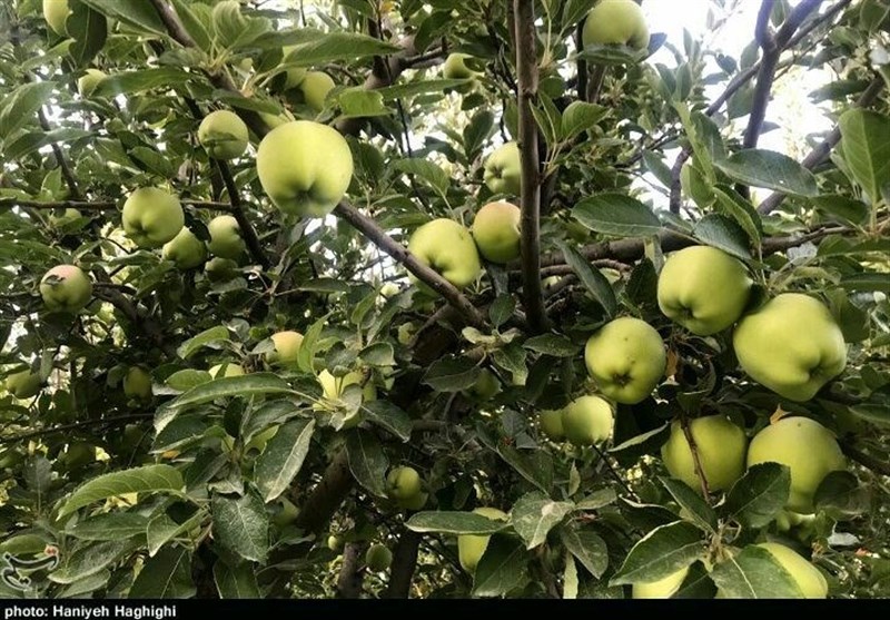 استان لرستان , اخبار استان لرستان , اخبار شهرستان بروجرد , 