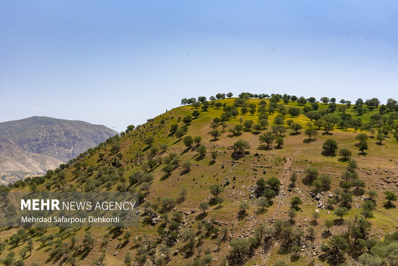 «بلوطستان» نگران تابستان؛ آتش در کمین است!