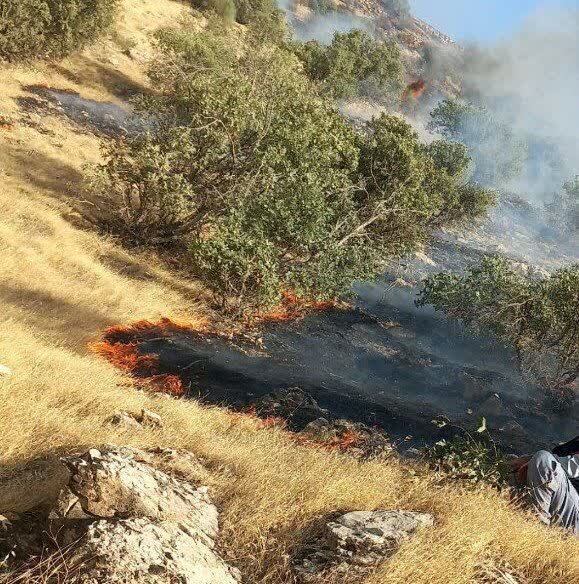 «بلوطستان» نگران تابستان؛ آتش در کمین است!