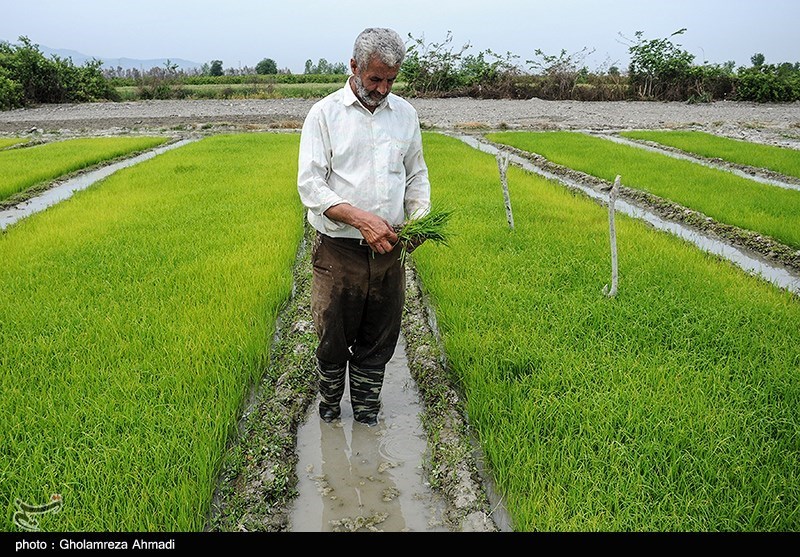 دلالان در کمین شالیزارهای شمال/ چه کسانی بازار برنج را بههم ریختند؟ دلالان در کمین شالیزارهای شمال/ چه کسانی بازار برنج را بههم ریختند؟