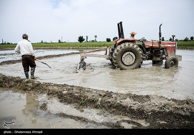 دلالان در کمین شالیزارهای شمال/ چه کسانی بازار برنج را بههم ریختند؟ دلالان در کمین شالیزارهای شمال/ چه کسانی بازار برنج را بههم ریختند؟