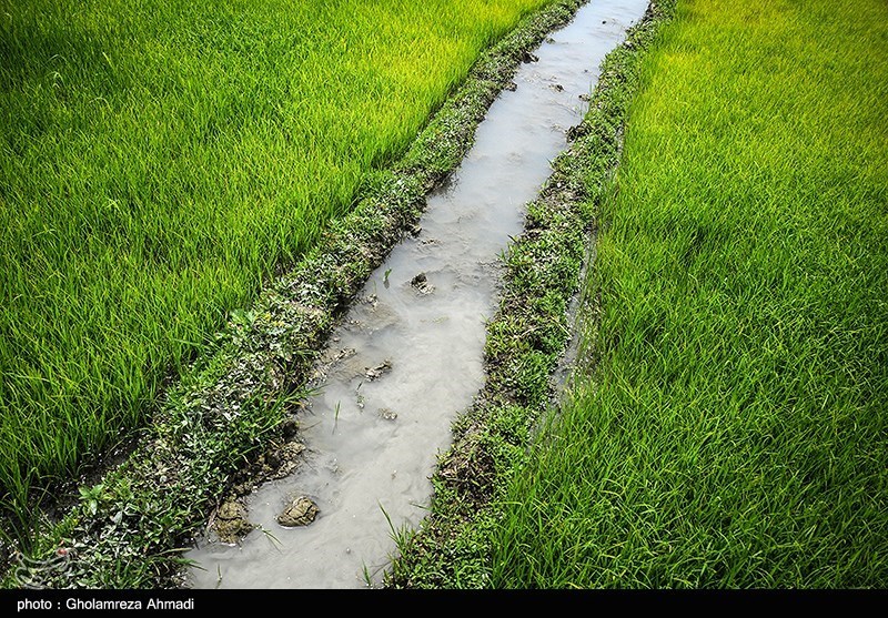 دلالان در کمین شالیزارهای شمال/ چه کسانی بازار برنج را بههم ریختند؟ دلالان در کمین شالیزارهای شمال/ چه کسانی بازار برنج را بههم ریختند؟
