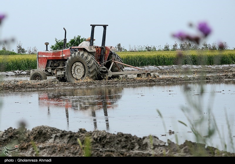 دلالان در کمین شالیزارهای شمال/ چه کسانی بازار برنج را بههم ریختند؟ دلالان در کمین شالیزارهای شمال/ چه کسانی بازار برنج را بههم ریختند؟