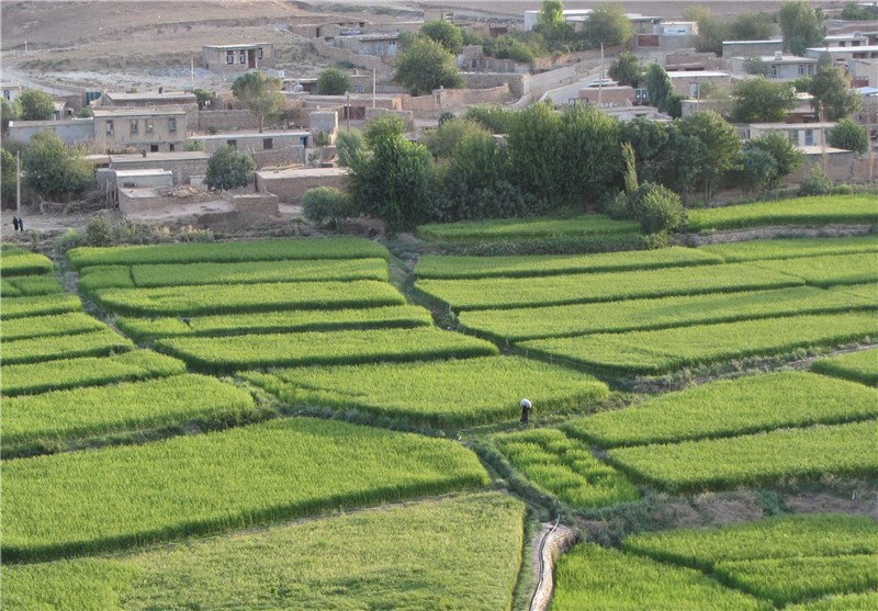دلالان در کمین شالیزارهای شمال/ چه کسانی بازار برنج را بههم ریختند؟ دلالان در کمین شالیزارهای شمال/ چه کسانی بازار برنج را بههم ریختند؟