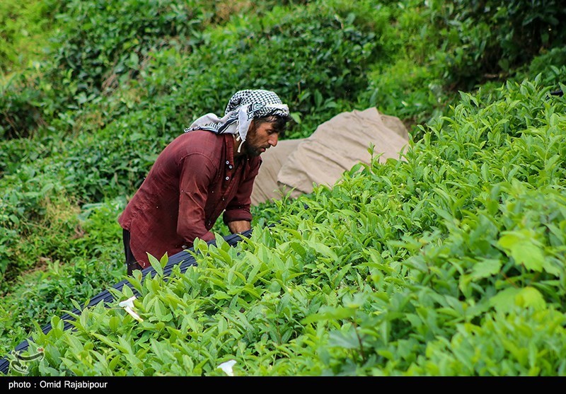 اخبار استان مازندران , اخبار تنکابن , نظام مسائل استان مازندران , نظام مسائل استان , 