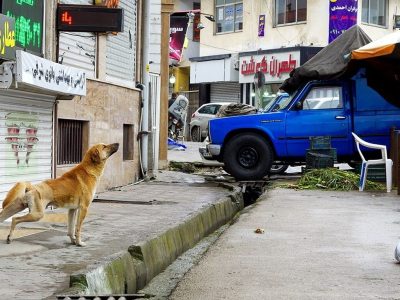 سگ‌گردانی؛ نه ممنوع، نه بی‌ضابطه