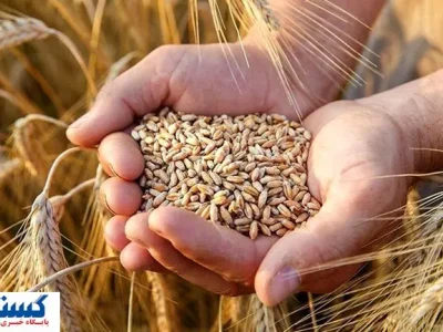 تاخیر در پرداخت گندمکاران؛ دولت خبر خوش می‌دهد!