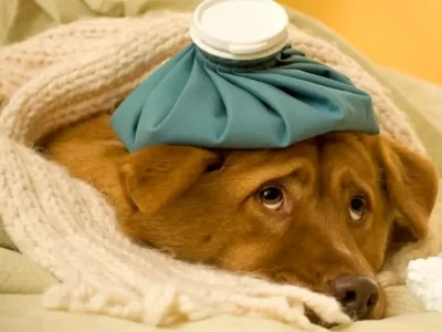 علائم بیماری در سگها: از بیحالی تا تب
