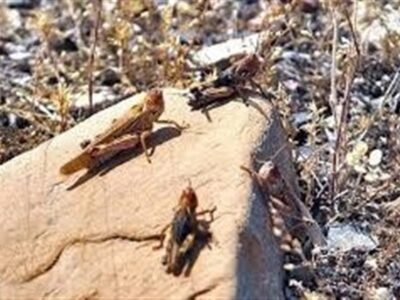 ۱۰۰ هزار هکتار از مزارع و باغات جنوب کشور در معرض حمله ملخ