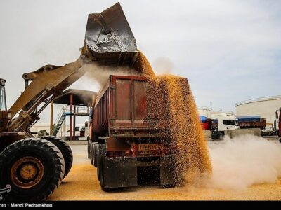 آغاز توزیع نهاده‌های دامی تحت کلید دولت/ امضای طلایی برنگردد