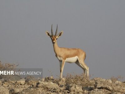 اینجا شاهرود است؛ همزیستی مسالمتآمیز