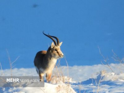 بارش‌ها زیستگاه‌های اصفهان را زنده کرد؛ کاهش غبارخیزی تالاب گاوخونی