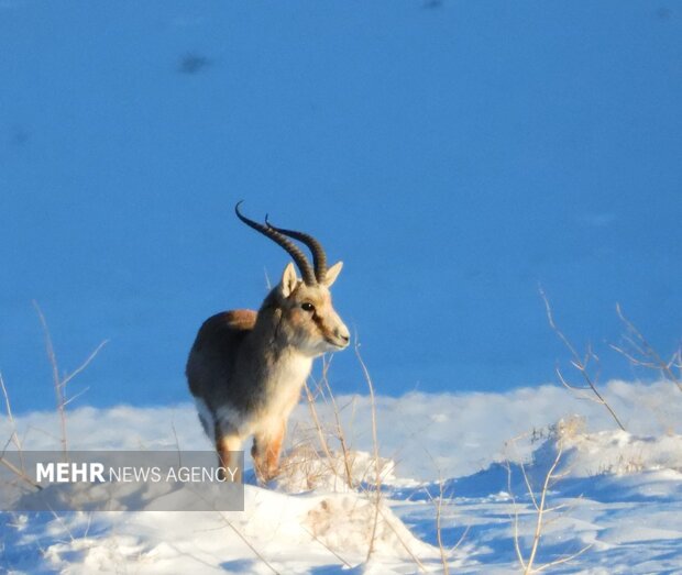 بارش‌ها زیستگاه‌های اصفهان را زنده کرد؛ کاهش غبارخیزی تالاب گاوخونی