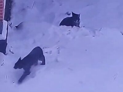 تصویربرداری نادر از دو قلاده سیاه‌گوش «لینکس» در طبیعت مهدیشهر