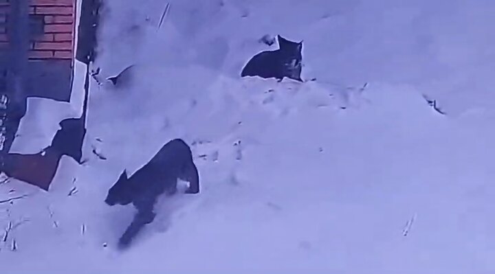 تصویربرداری نادر از دو قلاده سیاه‌گوش «لینکس» در طبیعت مهدیشهر