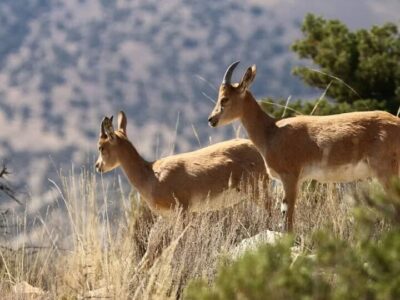 جمعیت حیات وحش اصفهان با وجود خشکسالی پایدار ماند