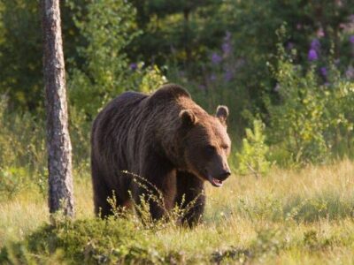حضور خرس در منزل مسکونی خطیر کوه؛ هوشیاری مانع حادثه شد