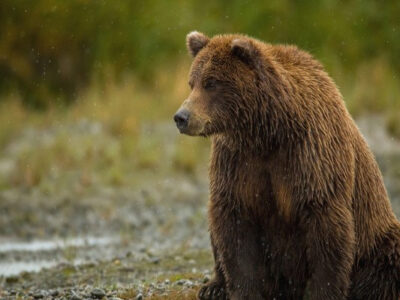 حضور غیرمنتظره خرس در یک منزل مسکونی در خطیرکوه