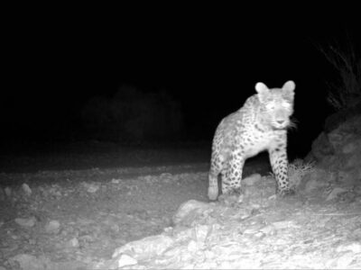 حضور پلنگ در زیستگاه طرزه دامغان ثبت شد