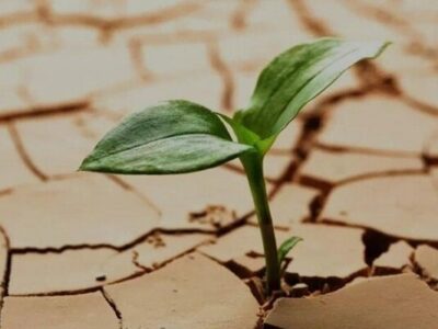 حل مسائل محیط‌زیست نیازمند پژوهش هدفمند و همکاری ملی است