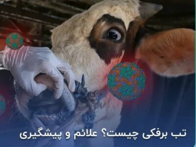 خسارت تب برفکی دامدارانی که بیمه باشند پرداخت می‌شود