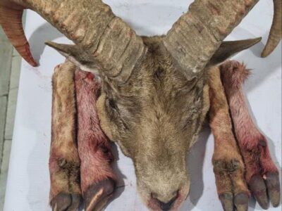 دستگیری شکارچیان متخلف و کشف لاشه گوسفند وحشی در شاهرود