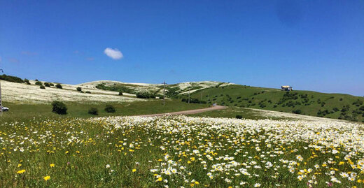 دشت بابونه های سفید کجاست؟