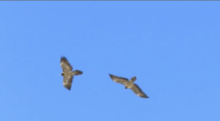 رصد ۲ همای نابالغ در آسمان پارک ملی صیدوا و منطقه حفاظت‌شده پرور