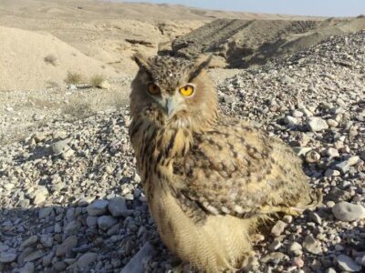 رهاسازی «شاه بوف» در دامغان؛ حضور «جغد» نشانهای از سلامت اکوسیستم است