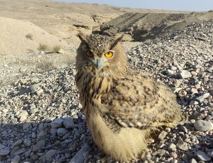 رهاسازی «شاه بوف» در دامغان؛ حضور «جغد» نشانهای از سلامت اکوسیستم است