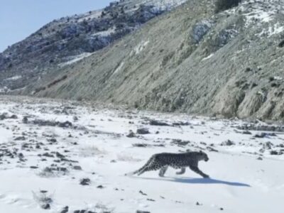 رهاسازی پلنگ شهمیرزاد پس از معاینات کامل