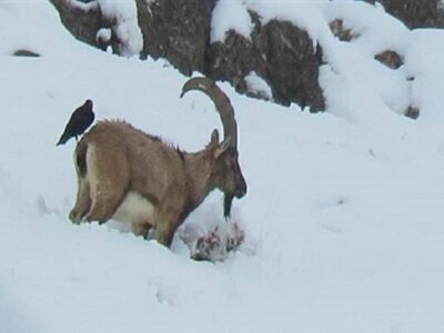 سازمان محیط زیست: در روزهای برفی از غذادهی به حیات‌وحش خودداری کنید