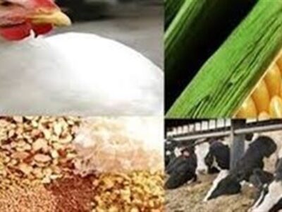 سهمیه دی نهاده‌ها به زودی در بازارگاه بارگذاری می‌شود