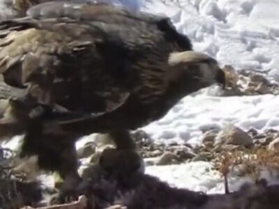 شکار بره وحشی توسط عقاب طلایی؛نماد پویایی طبیعت در پارک صیدوا