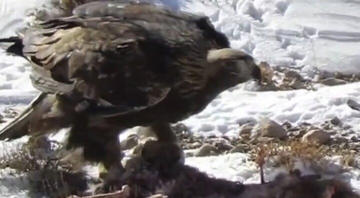 شکار بره وحشی توسط عقاب طلایی؛نماد پویایی طبیعت در پارک صیدوا