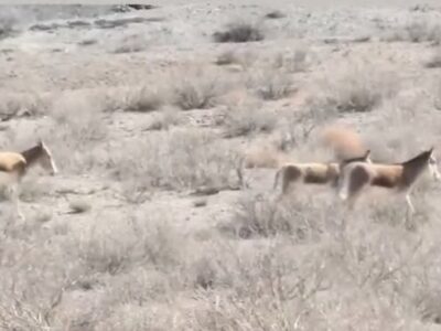 طبیعت بینظیر پارک ملی توران شاهرود