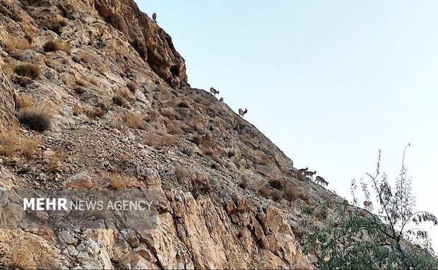 عواقب خطرناک عدم مدیریت اصولی پسماندها در حاشیه شهرهای استان سمنان