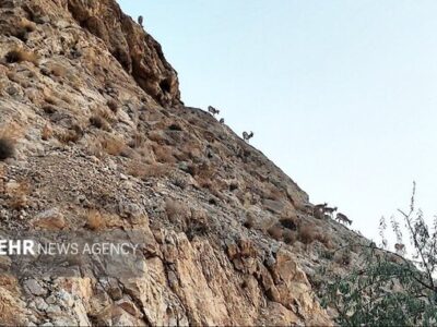 عواقب خطرناک عدم مدیریت اصولی پسماندها در حاشیه شهرهای استان سمنان