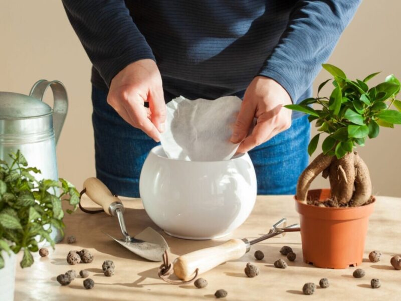 فیلتر قهوه، قهرمان پنهان گیاهان آپارتمانی!